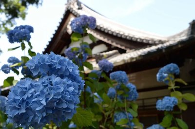 🌸 상서로운 구름 산 라이코지 (쇼운잔 라이코지) 이미지 2